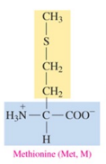 <p>nonpolar amino acid with alkyl as R group</p>