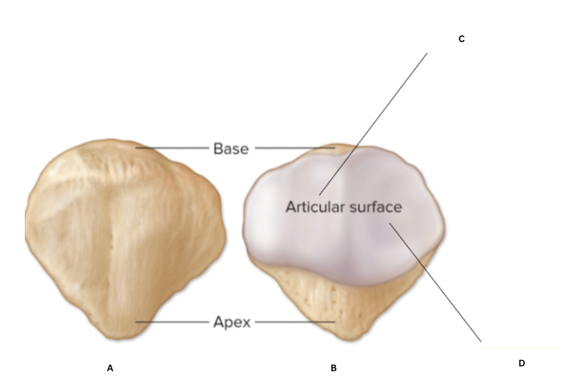 <p>B</p>