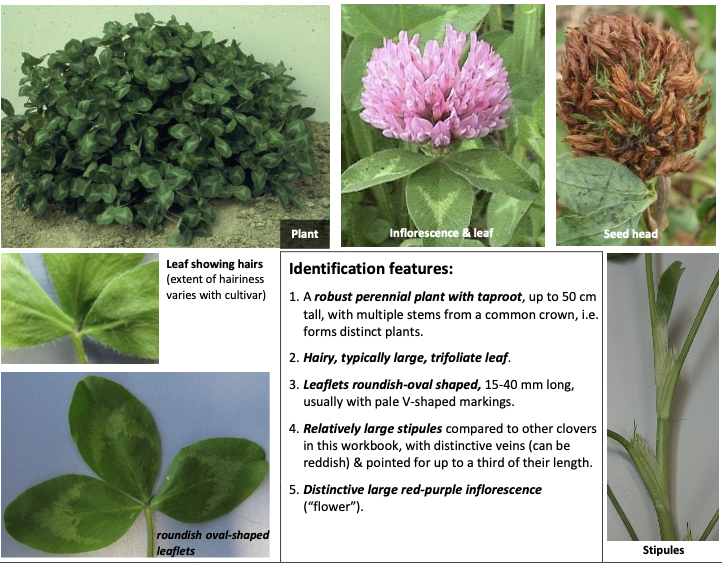 <p><strong>Plant family:</strong> Fabaceae<br><strong>Life cycle:</strong> Short‑lived perennial<br><strong>Key persistence/spread:</strong> Taproot; seed<br><strong>Farming systems:</strong> Grazed pasture, silage and hay systems</p><p><strong>How to identify</strong></p><p>Grows as a distinct upright plant with multiple stems arising from a central crown connected to a strong taproot. Unlike white clover, it does not creep via stolons.</p><p>Leaves are trifoliate and hairy, noticeably larger than white clover leaves. Leaflets are oval to round, often with a pale V or crescent marking. The hairs are especially noticeable along leaf margins and petioles.</p><p>A key diagnostic feature is the large, veined stipules at the base of each leaf stalk; these are much bigger than in white clover and often pointed for a significant portion of their length.</p><p>Flower heads are large, dense, and red to purple, sitting above the foliage. Stems are thicker and more robust than white clover.</p><p>Often confused with:</p><ul><li><p>White clover → white clover creeps and is hairless.</p></li><li><p>Subterranean clover → sub clover is prostrate and annual.</p></li></ul><p></p>