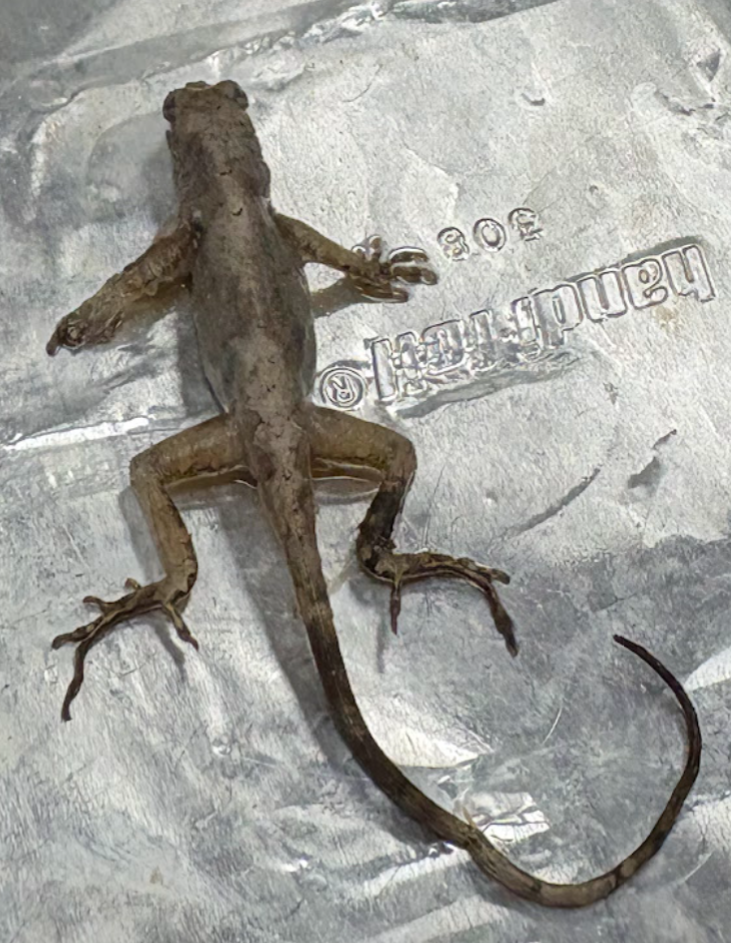 <p><span style="background-color: transparent;">Anolis sagrei</span></p>