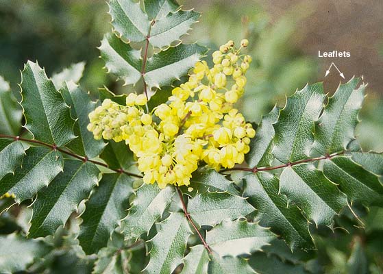 <p>5-9 leaflets per leaf, each leaflet with one central vein, bright yellow flowers, dark purpl-to-black berries, 3-7’ tall</p>