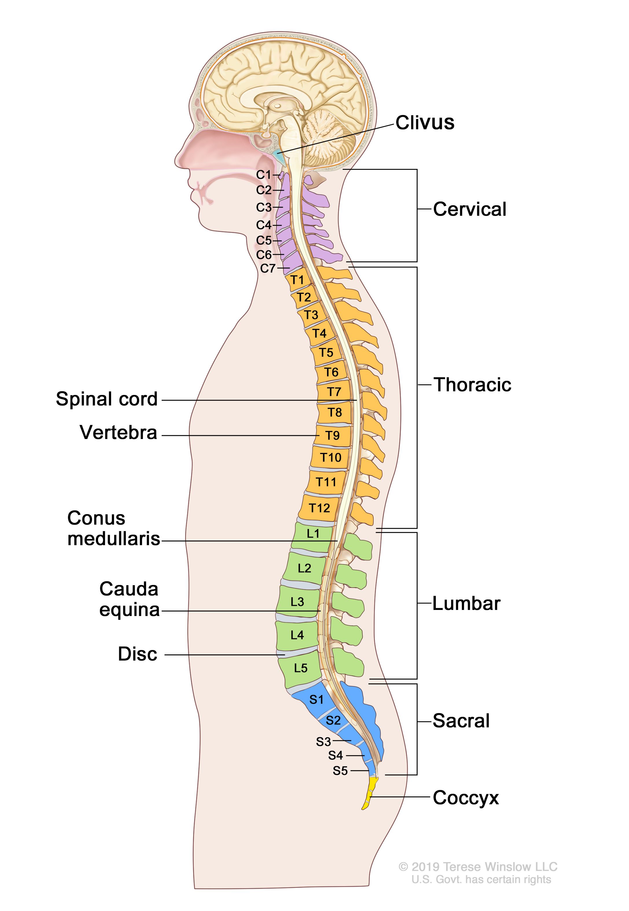 <p>Cervical (7), Thoracic (12), Lumbar (5), Sacral (5), and Coccygeal (5). 34 total</p>