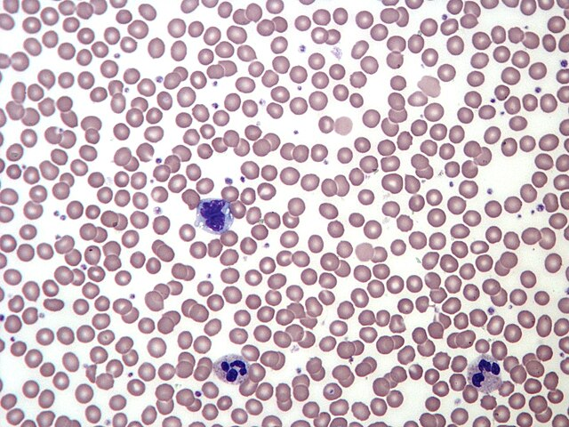 <p>what type of tissue is this?</p>