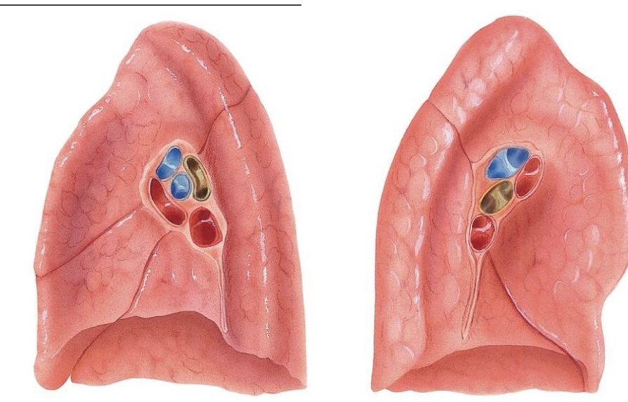 <p>Label the structures of the right lung (outermost, blue, yellow, red)</p>