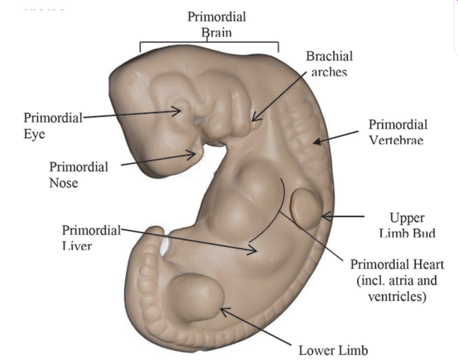 <p>be able to identify the structure of the 4 week old embryo </p>