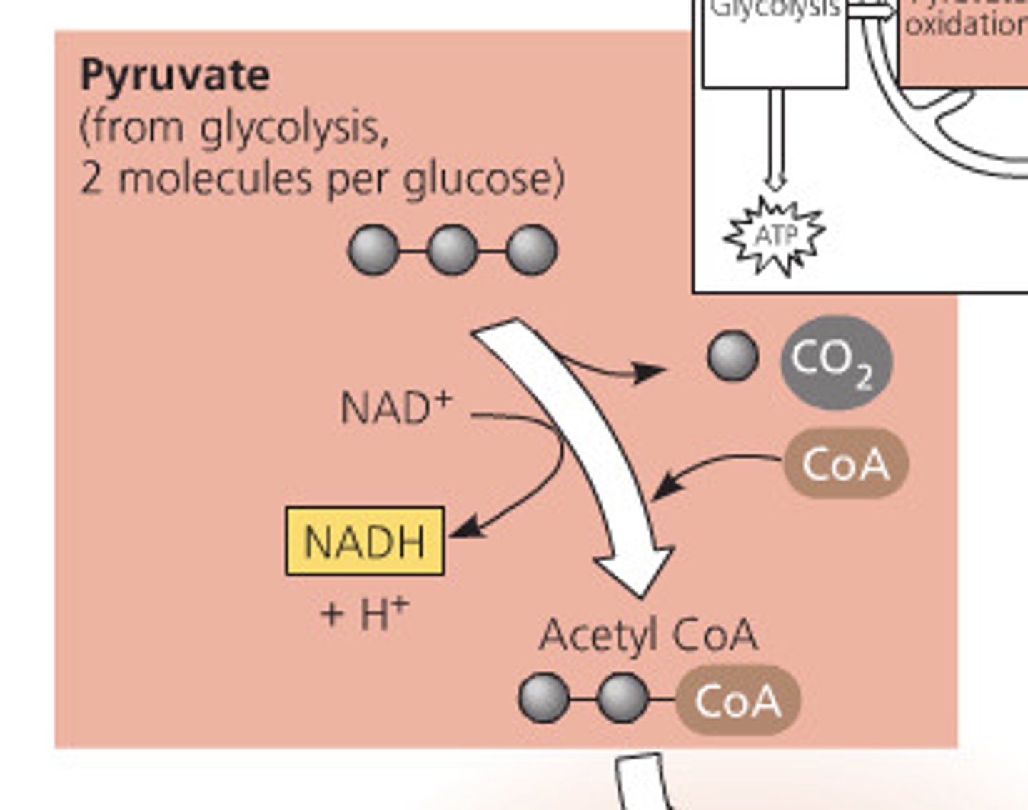 <p>functions to connect the anaerobic process of glycolysis to the aerobic activities of the mitochondria - hence linking</p>