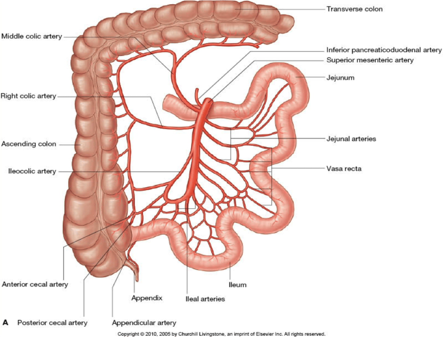 <p>Superior mesenteric artery</p>