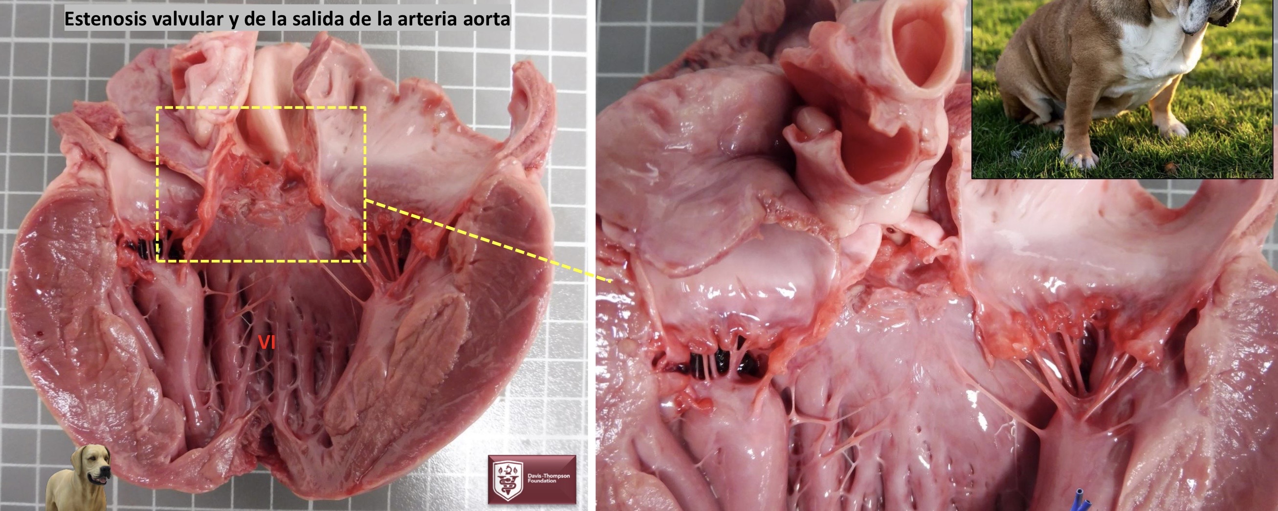 <p>Patogenia </p>