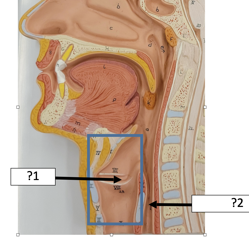 <p>2 Name the structure? </p>