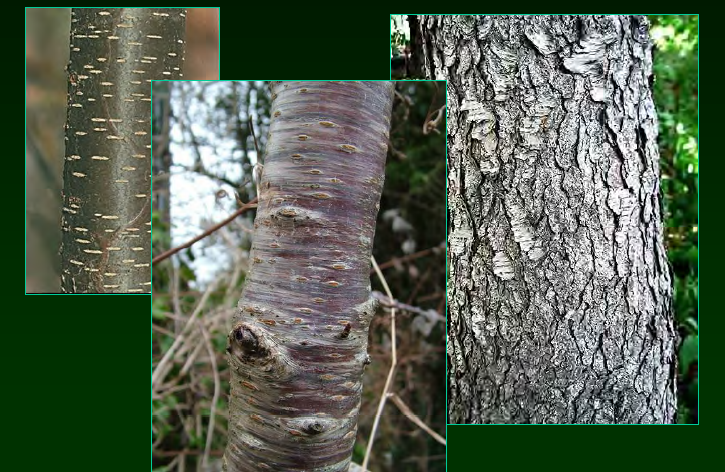 <p>•</p><p>Rosaceae</p><p>•</p><p>Our largest and most common cherry</p><p>•</p><p>Valuable lumber</p><p>•</p><p>Cyanogenic glycosides</p><p>•</p><p>Key Characters:</p><p>•</p><p>“Cherry” bark</p><p>•</p><p>Serrate leaves</p><p>•</p><p>White flowers in racemes</p><p>•</p><p>Purplish black drupes</p>