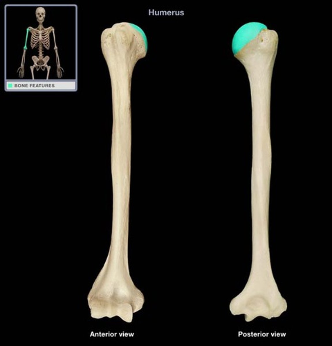 <p>Semi round proximal end articulates with scapula</p>