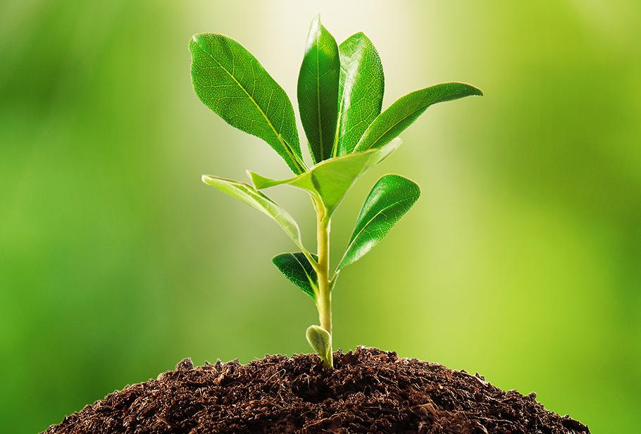 <p>The carbohydrate store found in plant cells.</p>