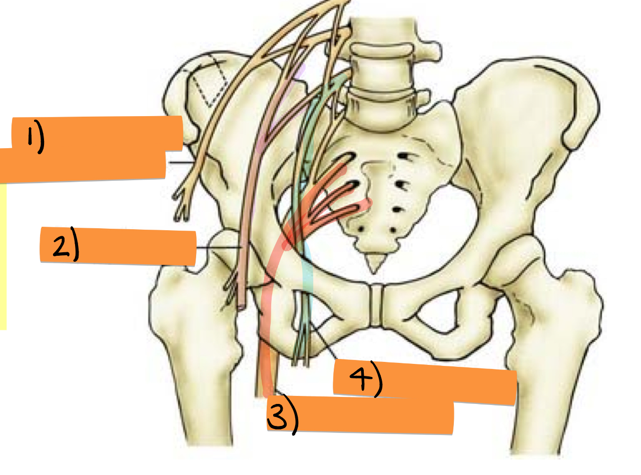 <p>Label nerves 1-4</p>