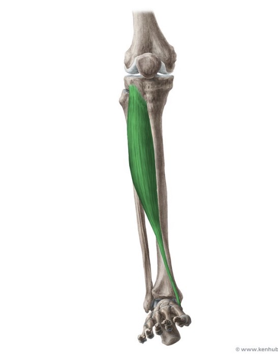 <p>Origin: lateral condyle and proximal two-thirds of the shaft of the tibia and the interosseous membrane</p><p>Insertion: medial surface of the first cuneiform and the first metatarsal</p><p>Action: dorsiflexes and inverts the foot</p><p>Nerve root: deep peroneal (L5, S1)</p>