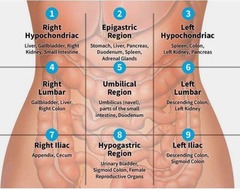 <p>Right hypochondriac, left hypochondriac, epigastric, right lumbar, left lumbar, umbilical, right iliac, left iliac, hypogastric.</p>