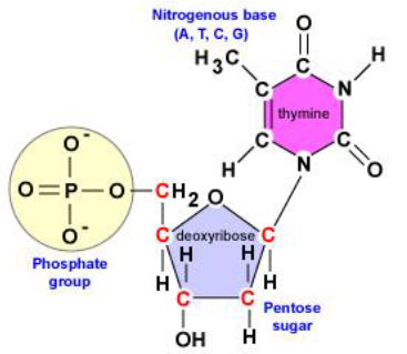 <p>fosfaatgroep op C5+ bèta-D-2-deoxyribose (een pentosesuiker) + een base (thymine, adenine, guanine, cytosine) op C1 </p><p>vrije hydroxylgroep op C3</p>