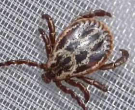 <ul><li><p><span>Ornate Sheep Tick</span></p></li><li><p>Tick-borne encephalitis (TBE)</p></li></ul><p></p>