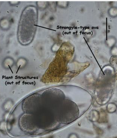 <p>Pictured is a Nematode egg that is much larger than other strongyle-type eggs. Identify the species</p>