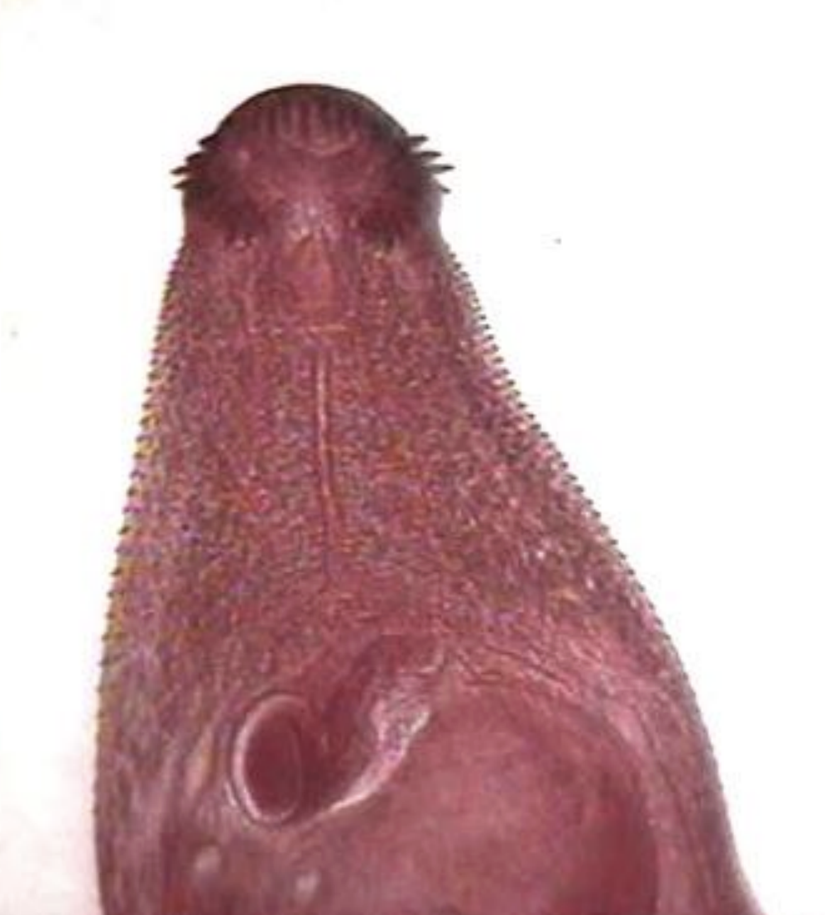 <p>name the species? </p>