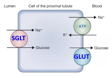 <p>Where are SGLT1 and GLUT1 found?</p>