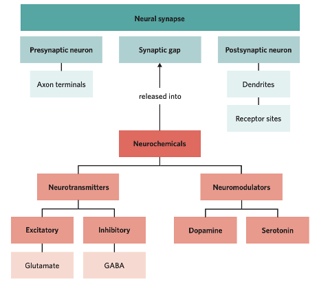 <p><span style="font-family: Avenir, sans-serif;"><span>lower level of serotonin in brain (cerebral cortex), leads people to discount a delayed reward, increasing impulsive behaviours. Low levels of serotonin in brain can affect communication between specific structures within limbic system responsible for regulating emotions. Communication between amygdala and frontal region of cerebral cortex becomes weaker, making it more difficult for the frontal area of our cerebral cortex (which makes decisions) to control and regulate emotional responses increasing aggressive and violent behaviours. </span></span></p>