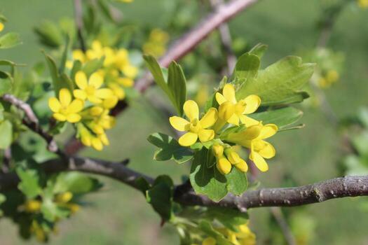 <p><strong>Common Name</strong>: Black Mustard</p><p><strong>Parts Used</strong>: Seeds, stems, roots; leaves (culinary)</p><p><strong>Use/s</strong>: Anti-microbial (UTIs), anti-oxidant</p><p><strong>Major Metabolites</strong>: <strong>Sinigrin (isothiocyanate-containing glycoside; glucosinolates)</strong>, alkaloids, flavonoids, phenolics</p>