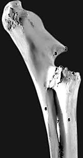 <p>Elbow; process on the proximal end of the ulna</p>