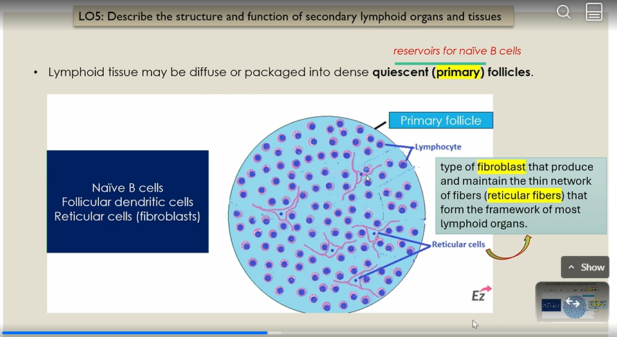 <p>general bg info<br></p><p>Secondary lymphoid organs &amp; tissues bring antigens and lymphocytes together to initiate adaptive immune responses</p><p><strong>Follicles (primary and secondary) → </strong>organized clusters of lymphocytes (mostly B cells) inside that tissue.  </p><div data-type="horizontalRule"><hr></div><p>Lymphoid tissue may be diffuse or packaged into <strong>quiescent (primary) follicles [resovoirs for naive B cells]</strong></p><p></p><p><strong>Primary follicles</strong></p><p>•These are dense, solid-looking clusters of B cells</p><p>•They are inactive / resting</p><p></p><p><strong>ECM </strong>is made of <strong>Lymphocytes </strong>with <strong>a </strong>meshwork of reticular <strong>cells.</strong></p><ul><li><p><strong>Reticular Cells </strong>are a type of <strong>fibroblast </strong>that produce and maintain the <strong>thin </strong>network of <strong>fibers </strong>(<strong>reticular fibers</strong>) that form the <strong>framework </strong>of most lymphoid organs. </p></li></ul><p></p><p>There is <strong>Diffuse Lymphoid tissue </strong>scattered everywhere</p><p></p>