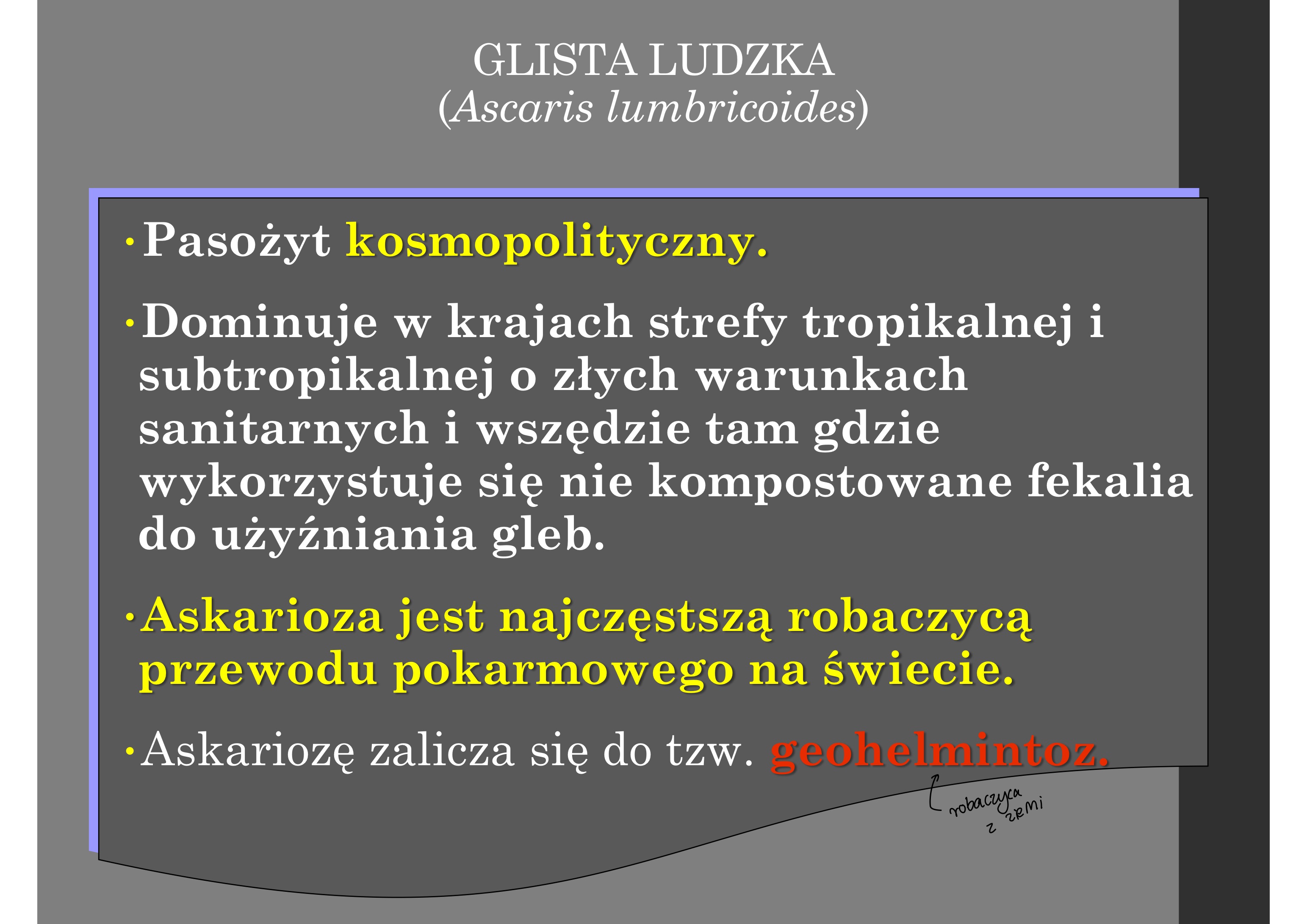 <p>•Pasożyt kosmopolityczny.</p><p>•Dominuje w krajach strefy tropikalnej i</p><p>subtropikalnej o złych warunkach</p><p>sanitarnych i wszędzie tam gdzie</p><p>wykorzystuje się nie kompostowane fekalia</p><p>do użyźniania gleb.</p><p>•Askarioza jest najczęstszą robaczycą</p><p>przewodu pokarmowego na świecie.</p><p>•Askariozę zalicza się do tzw. geohelmintoz</p>