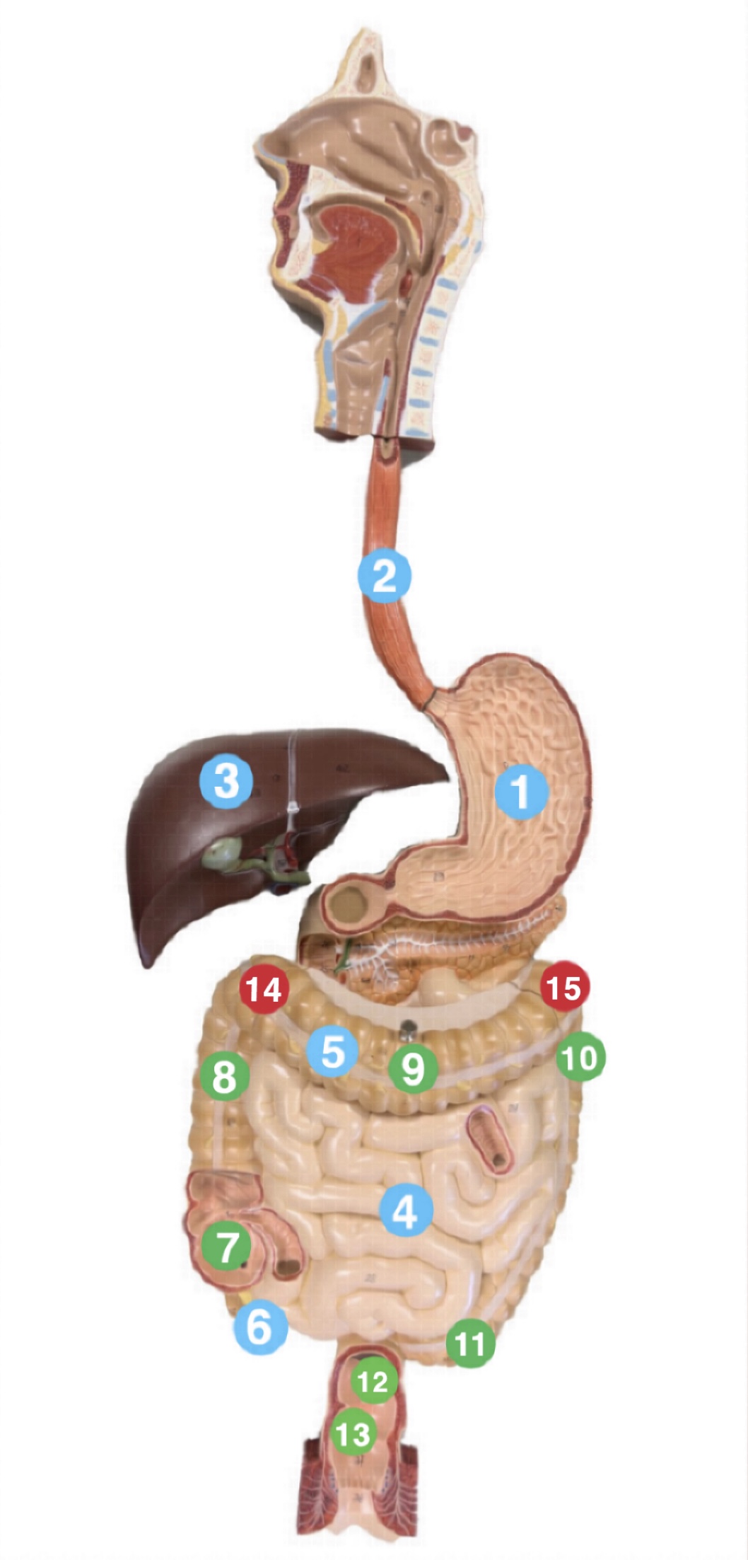 <p>Which region of the large intestine is (11) pointing to?</p>