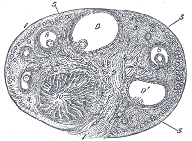 <p>8</p>