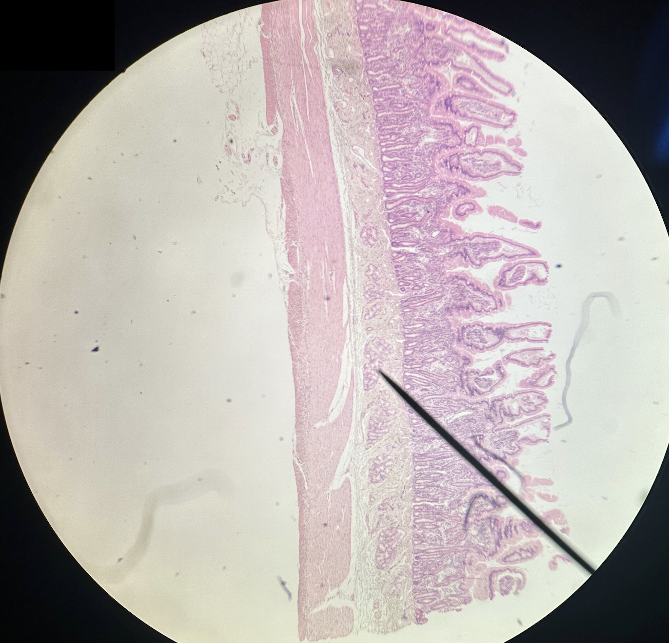 <p>Identify this organ</p>