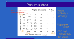 <p>Low Temporal Frequency and Low Spatial Disparity Shape of Panum's Area</p>