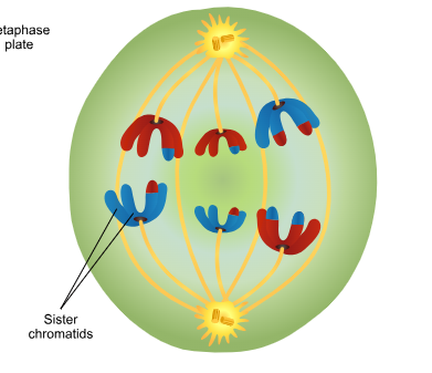 <p>Anaphase I</p>