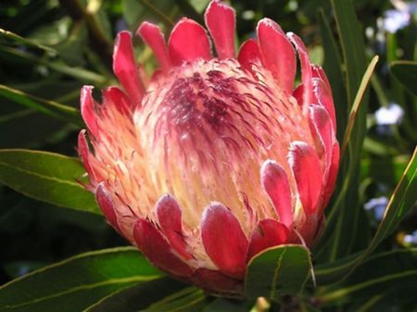 knowt flashcard image