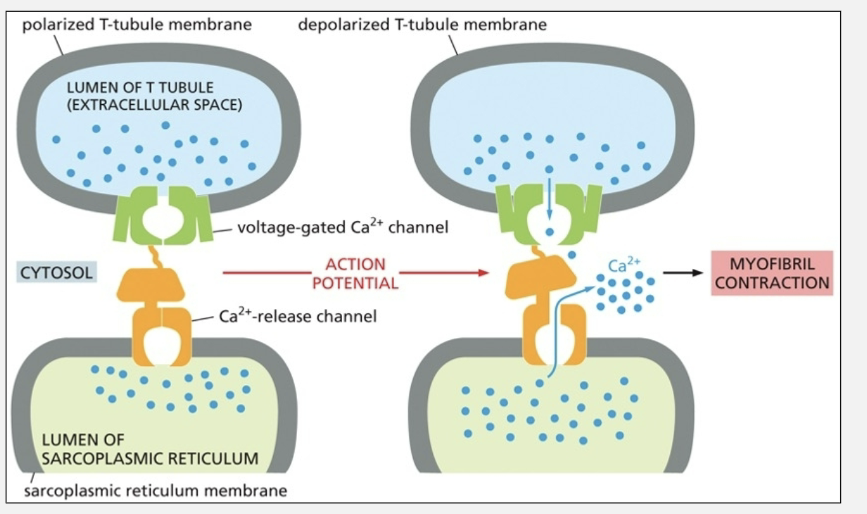 <p>lumen of T-tubule —> voltage-gated Ca2+ channel —> Ca2+ release channel —> huge Ca2+ release from sarcoplasmic reticulum</p>