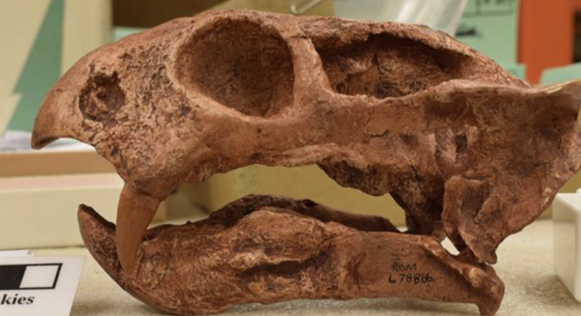 <p>enlarged temporal fenestra</p>