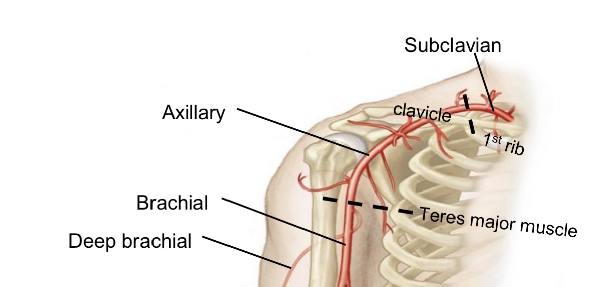 <ul><li><p>Branch of brachial artery </p></li><li><p>Runs posterior to humerus </p></li><li><p>Supplies triceps brachii</p></li></ul><p></p>