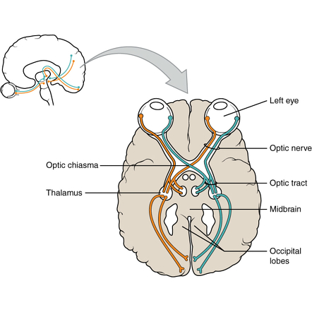 <p>where do fibers in the optic tract synapse then?</p>