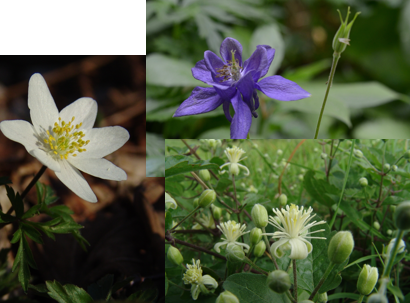<ul><li><p>kruidachtige planten, zelden lianen </p></li><li><p>bladeren meestal verspreid (enkelvoudig tot samengesteld)</p></li><li><p>bloemen tweeslachtig, met vrije bloembladen </p></li><li><p>straalsymmetrie / 2-zijdige symmetrie </p></li><li><p>kelk + kroon ofwel bloemdek met 3-12 vrije tepalen </p><ul><li><p>vaak met honingklieren</p></li><li><p>bloembladen soms met spoor</p></li></ul></li><li><p><span><u>meeldraden talrijk<br>vruchtbladen aantal variabel, niet (nauwelijks) vergroeid,<br>vruchtbeginsel bovenstandig<br>stelsel van kokervruchten of dopvruchten</u></span></p></li></ul><p></p>