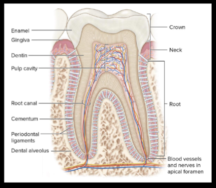 <p>bonelike substance which surrounds the dentin of the root and helps anchor the tooth</p>
