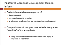 <p>Young brain more able to recover function after injury, as compared to older brain</p>