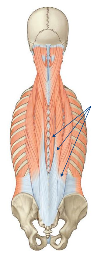 <p>What are the prime movers of the back, & what plane do they permit movement in?</p>