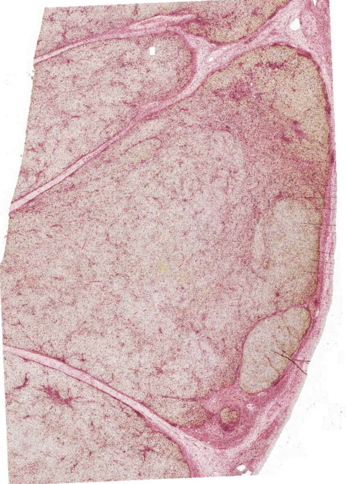 <img src="https://assets.knowt.com/user-attachments/7b05c3b2-b9d5-44af-8cb5-260f8fb8c4d8.png" data-width="100%" data-align="center" alt="knowt flashcard image"><p></p>