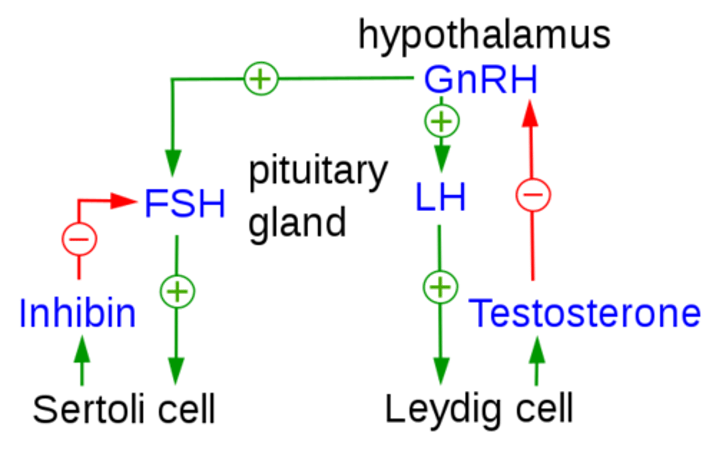 <p>FSH</p>