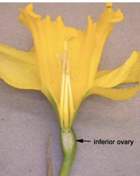 <p>Kingdom:</p><p>Clade:</p><p>Phylum:</p><p>Name of Structure:</p><p>Ploidy:</p>