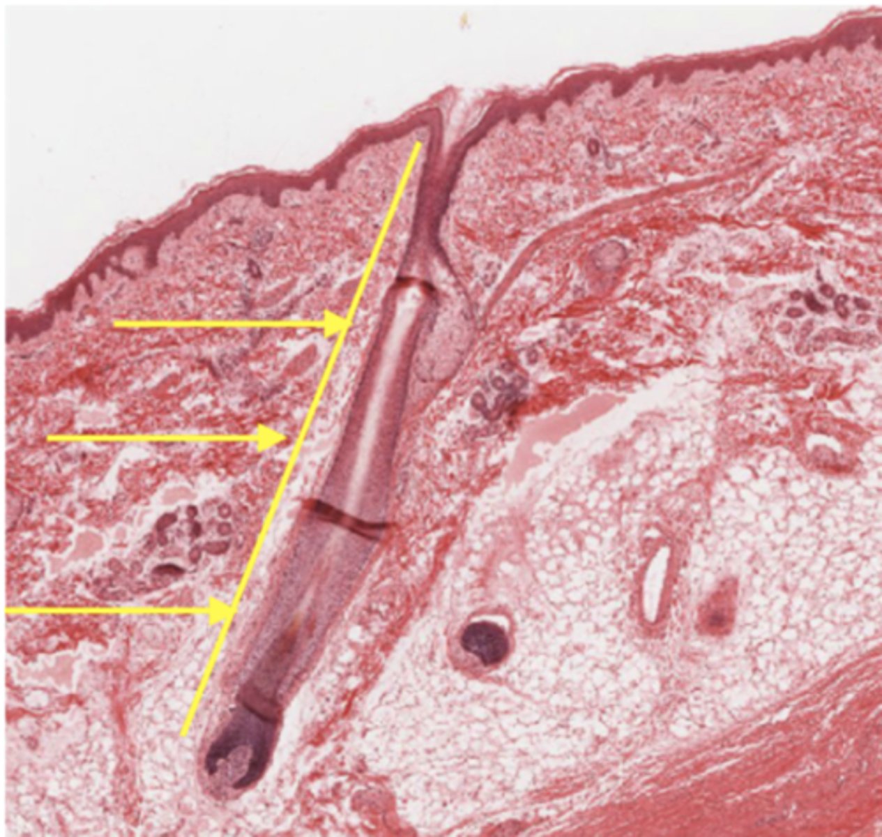 <p>Identify the structure</p>