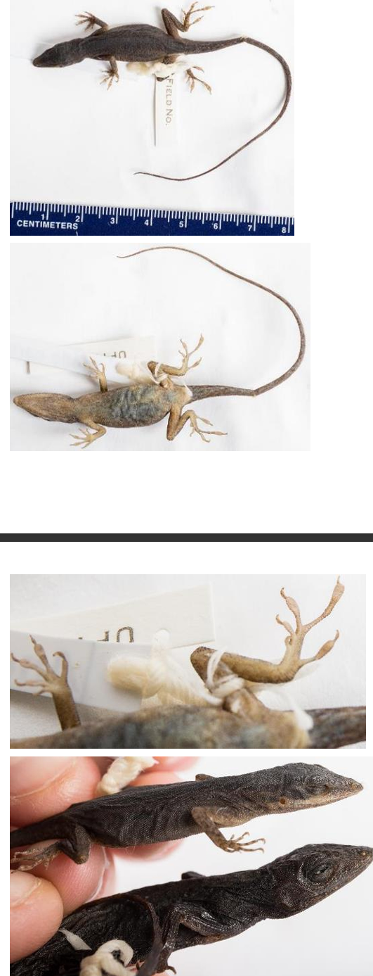 <p>Family: Anolidae/Dactyloidae (Dewlap present, toepads expanded)</p><p>Family name: Anoles</p>