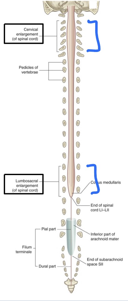 <ol><li><p><strong>Cervical enlargement </strong></p></li></ol><ul><li><p>C5-T1</p></li><li><p>Brachial plexus → upper limb </p></li></ul><ol start="2"><li><p><strong>Lumbosacral enlargement </strong></p></li></ol><ul><li><p>L1-S3</p></li><li><p>→ lower limb </p></li></ul><p></p>