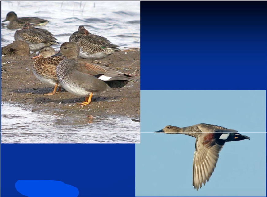 <p>What is the Order, Family, Subfamily and Common name of this vertebrate?</p>